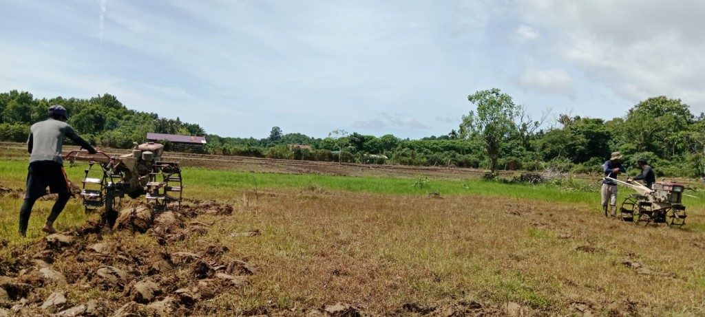 Salah Satu Bentuk Ketahanan Pangan Masyarakat Desa Pulau Bengkalak Dengan Bertani